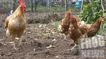 Кувейт забрани вноса на  птици и яйца от България