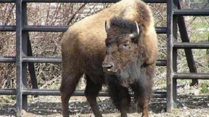Почина и женският бизон в столичния зоопарк