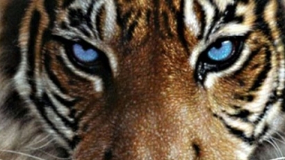 Намериха 40 тела на тигърчета във фризер в ''Храма на тигрите''