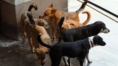 „Кремиковци” и „Овча купел” с най-много бездомни кучета