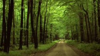 ГЕРБ иска  да се спре износа на необработена дървесина за три месеца