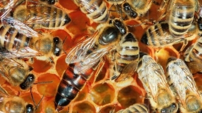 Над 4 млн. лева държавна помощ за пчеларите за 2016 г.