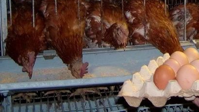 Нещастни кокошки вкарват България в съда