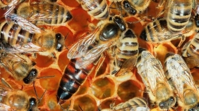 Бюрокрация блокира използването на пчели срещу тероризма
