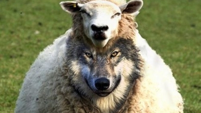 Овча мафия точи милиони от измами по европрограми