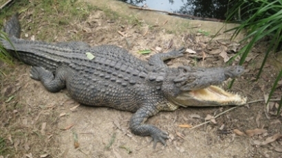 Откриха удавено детето, отвлечено от алигатор във Флорида