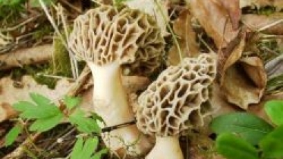 В България дневно се доставят от 5 до 10 тона печурки от Полша