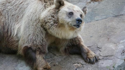 БАБХ пред Фрог: Смъртта на животните в зоопарка ясна другата седмица