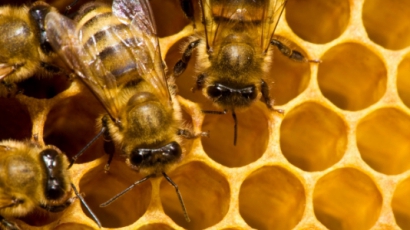 Страшна болест мори пчелите в Северна България