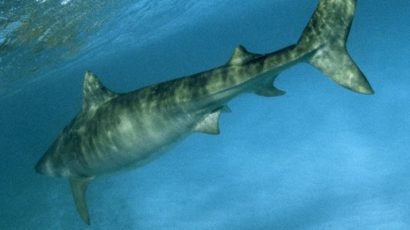 Акула мутант край Ахтопол всява ужас