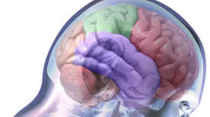 Трима учени с Нобелова награда за медицина, открили навигацията на мозъка