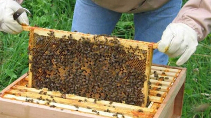 Бъдеще за пчелите в България