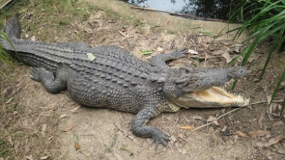 Пазете се! Крокодил плува в Дунав