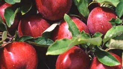 Ябълките са се променили от глобалното затопляне?