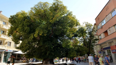 България с дърво на годината за Европа?