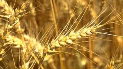 4 тона зърно откраднаха в селата Каблешково и Безмер