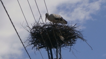 ЧЕЗ Разпределение България обезопаси нови 167 щъркелови гнезда