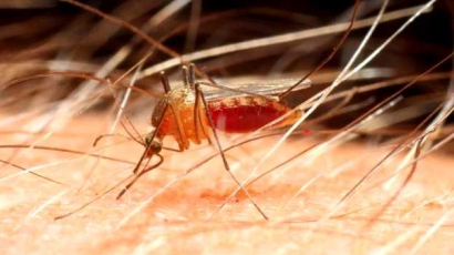 Тропически зарази проникват в България