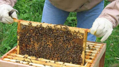 Спасиха живота на ужилените от пчели в Поленица
