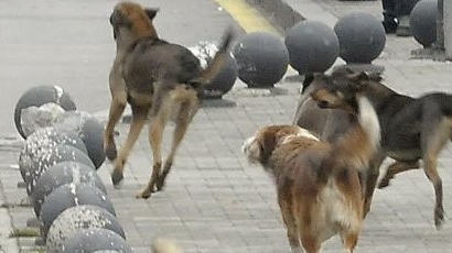 5000 бездомни кучета са „изчезнали“ от приютите в София