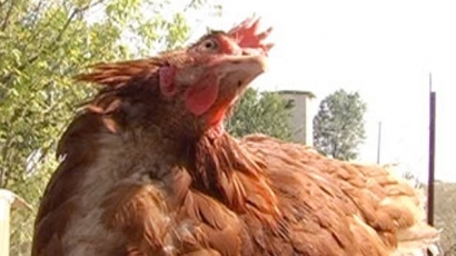 Фонд ”Земеделие” даде 9 млн. лева за хуманно отношение към кокошки