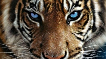 Откриха мъртви липсващите тигри от зоопарка в Тбилиси