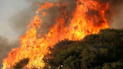 50-годишна борова гора изгоря край Стара Загора