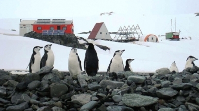 Американски учени пият и се бият на Антарктида