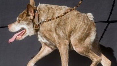 Вижте най-грозното куче в света - Квази Модо