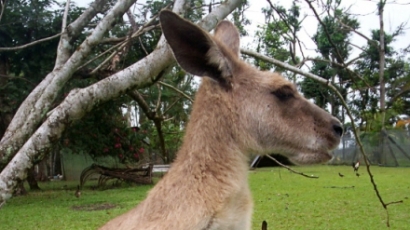 Отровиха двойка кенгура и бебето им в хасковския зоопарк