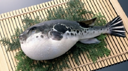 Риба Фугу - най-скъпият и опасен японски деликатес