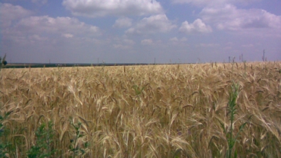 Евтино жито сваля цените на земите