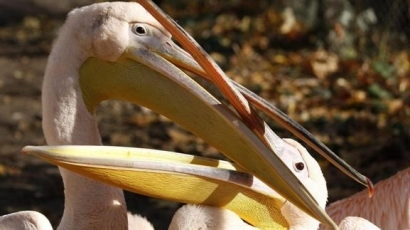 Пеликани, лешояди и гъски – параван за източване на евромилиони