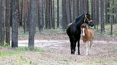 Убиха 26 диви коне в Гърция по неясни причини