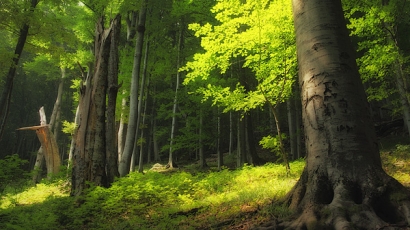 Българските гори са сред първенците по биоразнообразие в Европа