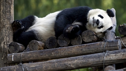 Умря най-старата китайска панда