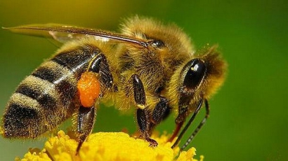Зловещото измиране на пчели в цял свят продължава безпощадно