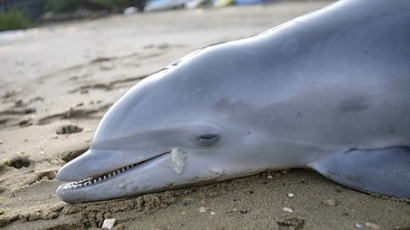 10 мъртви делфина изхвърли морето