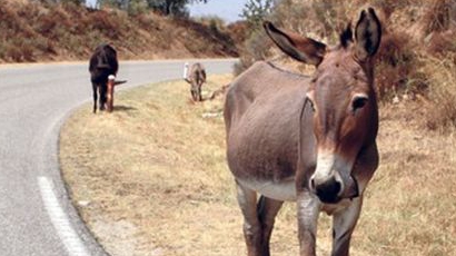  20-годишен с  БМВ помете две магарета и избяга