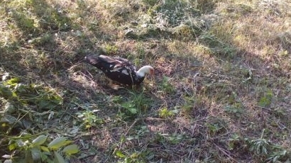 Фонд ”Земеделие” платил 5 млн. лв. за една умряла патица