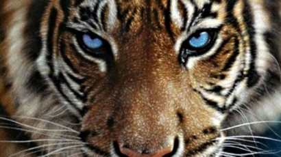 Тигър уби служителка в зоопарк