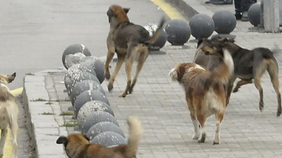 Акция “куче” в София лови 1000 псета през ноември
