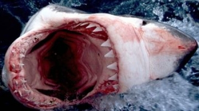4-метрова акула нападна рибари