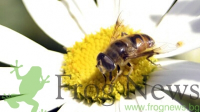 България изнася две трети от произведения мед