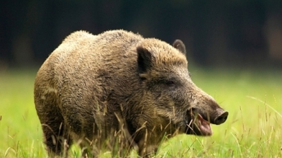 Засякоха три случая на трихинелоза в диви свине в Ловешко