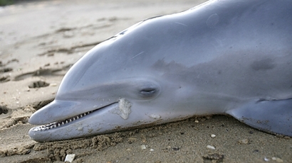 22 делфина са изхвърлени мъртви тази година