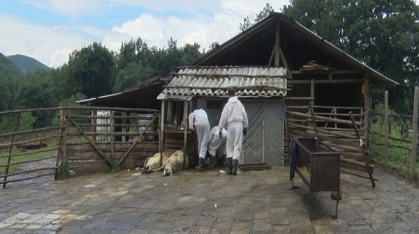 Инспектори от БАБХ ще проверяват дворовете в Пловдивско заради африканската чума