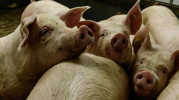 Китай пуска 10 000 т. свинско от резерва заради Африканската чума