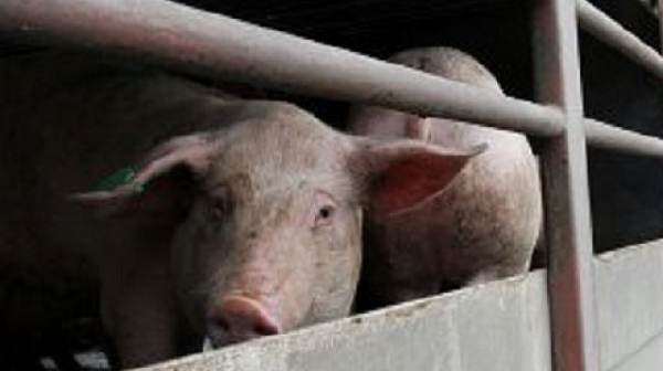 80 000 прасета са умъртвени в две свинеферми в Русенско