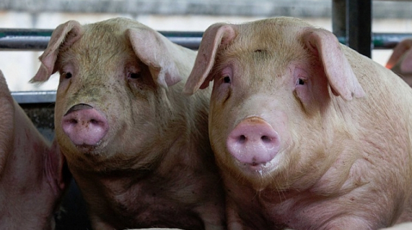 Комисии ще заседават всяка седмица заради  чумата по свинете